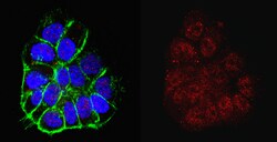 MilliporeSigma Rabbit anti-TERT, Polyclonal, 100&mu;g:Antibodies, Polyclonal